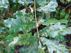 Quercus