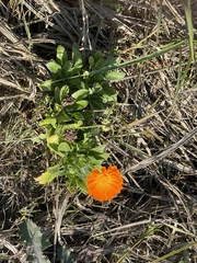 Calendula