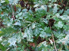 Quercus