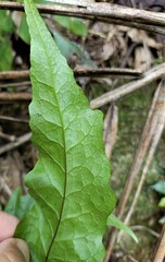 Tectaria phaeocaulis