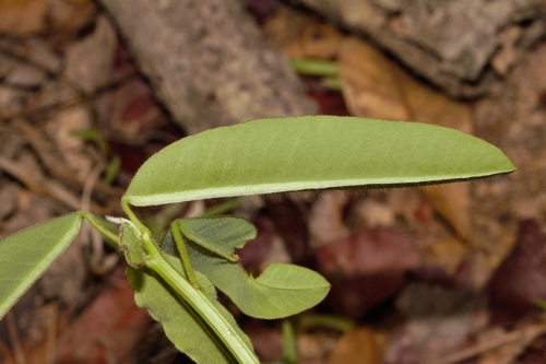 Euphorbia benthamii image