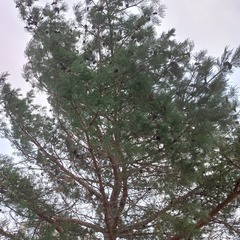 Pinus sylvestris