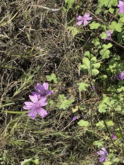 Malva sylvestris