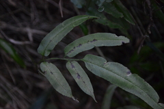 Coniogramme intermedia