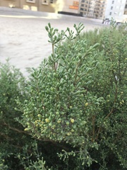 Zygophyllum