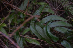 Coniogramme intermedia