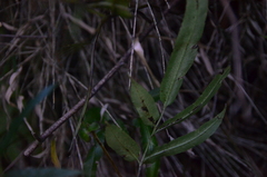 Coniogramme intermedia