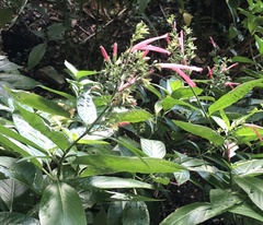 Dianthera secunda
