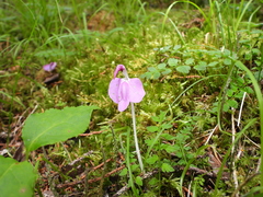 Pedicularis geosiphon