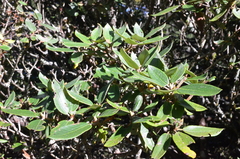 Rhododendron pseudochrysanthum