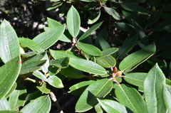 Rhododendron pseudochrysanthum