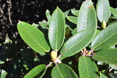 Rhododendron pseudochrysanthum