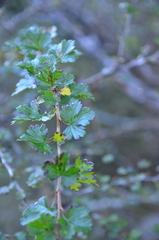 Ribes formosanum