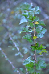 Ribes formosanum