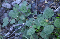Urtica thunbergiana