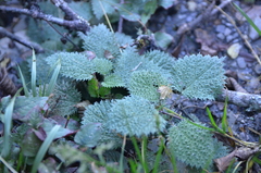 Urtica thunbergiana