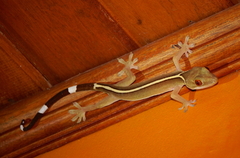 Gekko vittatus