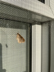 Erannis tiliaria