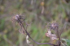 Cirsium arisanense