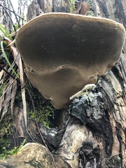 Phellinus nigricans