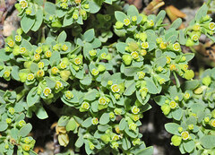 Euphorbia mesembryanthemifolia
