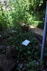 Solidago virgaurea minuta