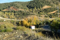 Quercus rotundifolia