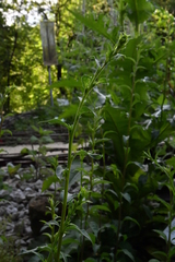 Solidago virgaurea minuta