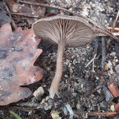 Pseudoclitocybe cyathiformis