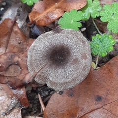 Pseudoclitocybe cyathiformis
