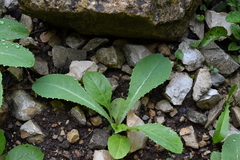 Lactuca virosa