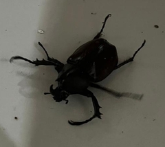 Xylotrupes gideon