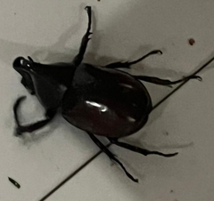 Xylotrupes gideon