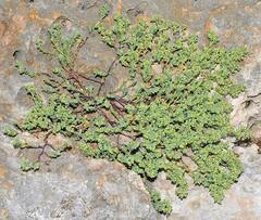 Euphorbia mesembryanthemifolia