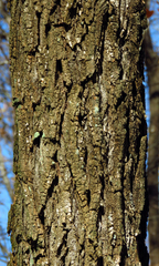 Robinia pseudoacacia