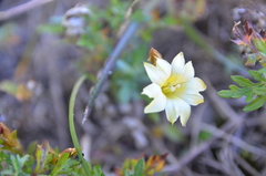 Gentiana scabrida