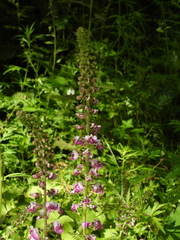 Pedicularis davidii