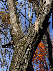 Robinia pseudoacacia