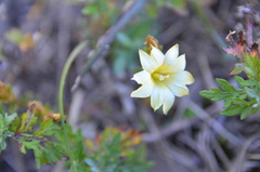 Gentiana scabrida