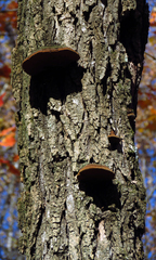 Robinia pseudoacacia