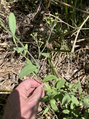 Montinia caryophyllacea