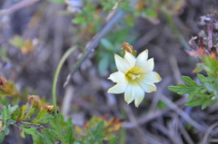Gentiana scabrida