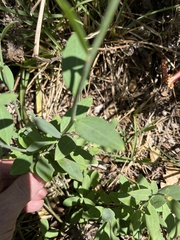 Montinia caryophyllacea