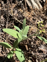 Montinia caryophyllacea