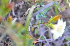 Gentiana scabrida