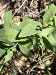 Montinia caryophyllacea