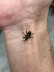 Rhabdoscelus lineaticollis