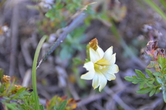 Gentiana scabrida