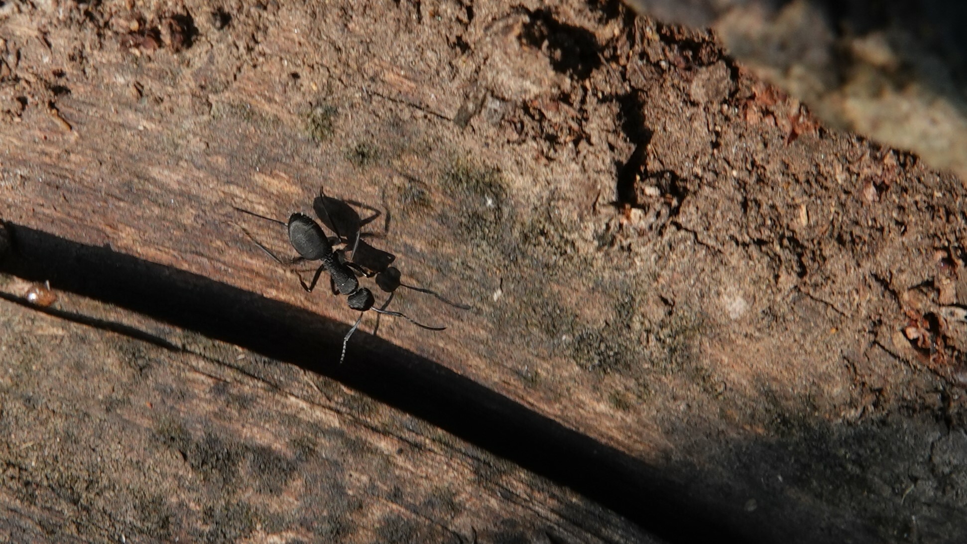 Camponotus radiatus