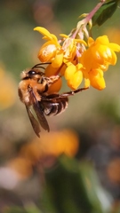 Cadeguala occidentalis